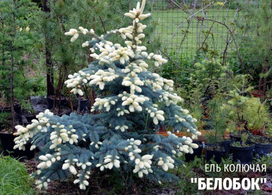 Ель Белобок 5