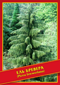 Ель Бревера