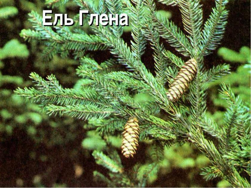 Ель Глена 4