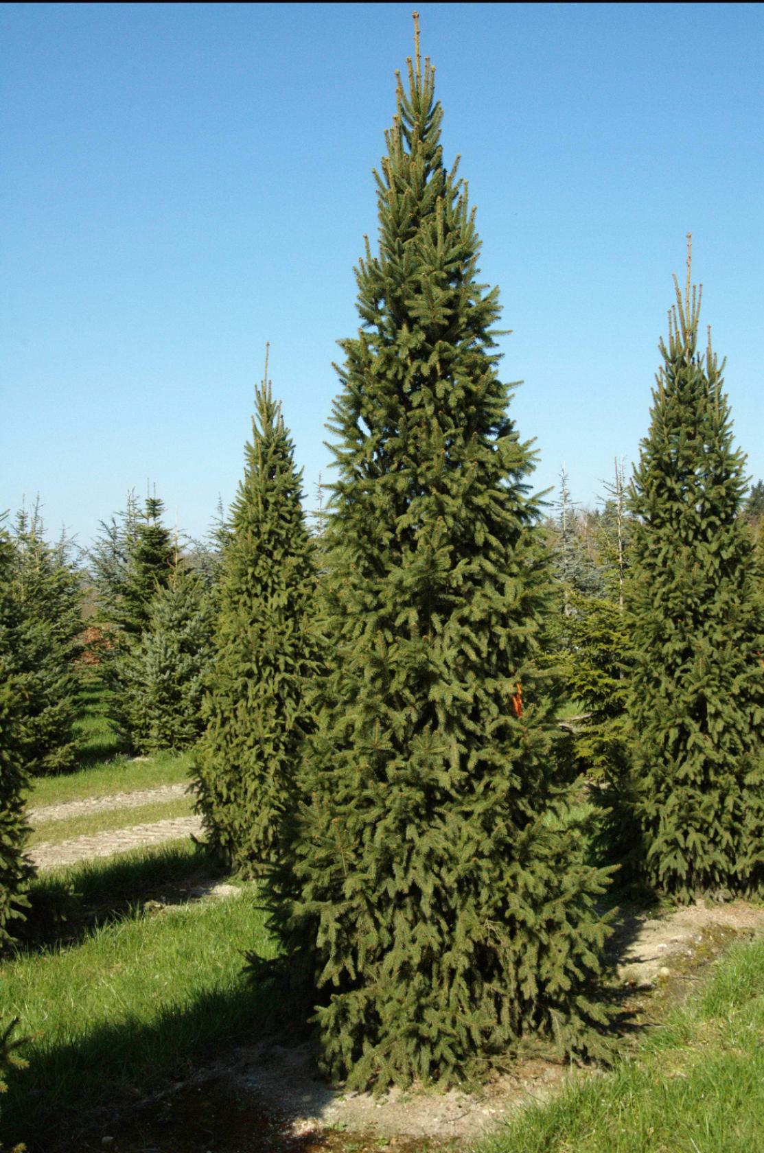 Ель Колумнарис 3