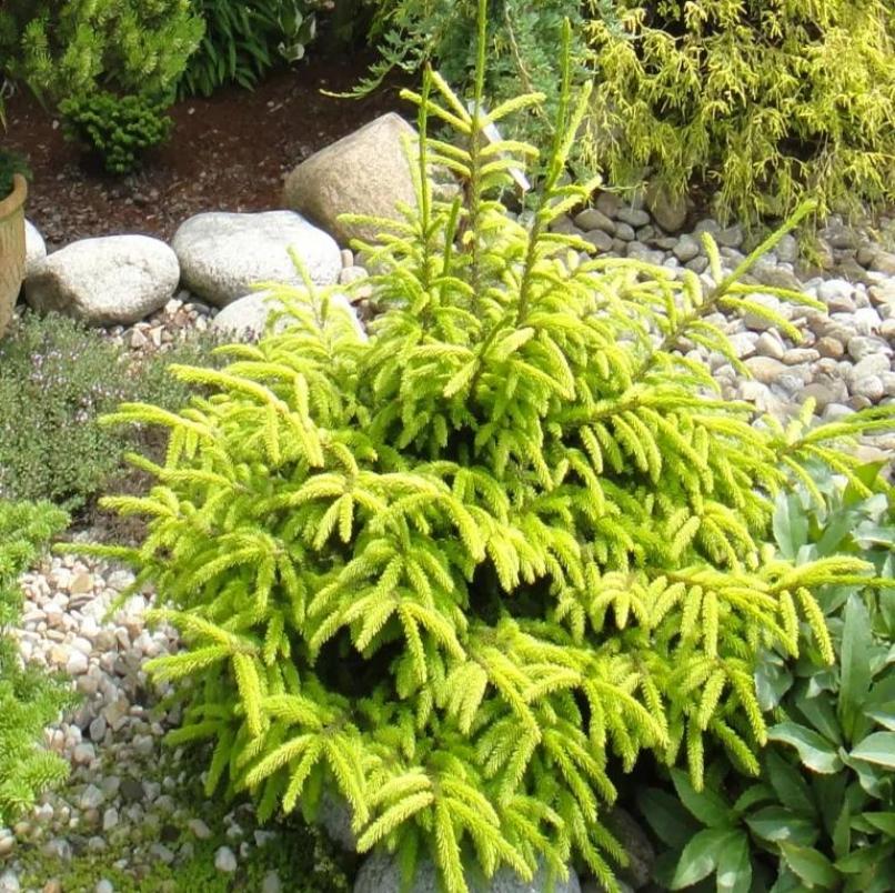 Ель обыкновенная Аурея (Picea abies Aurea) 3