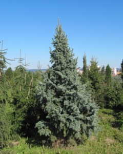 Ель отогнутая