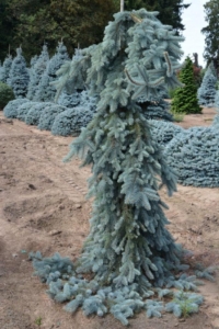 Ель Зе Блюз