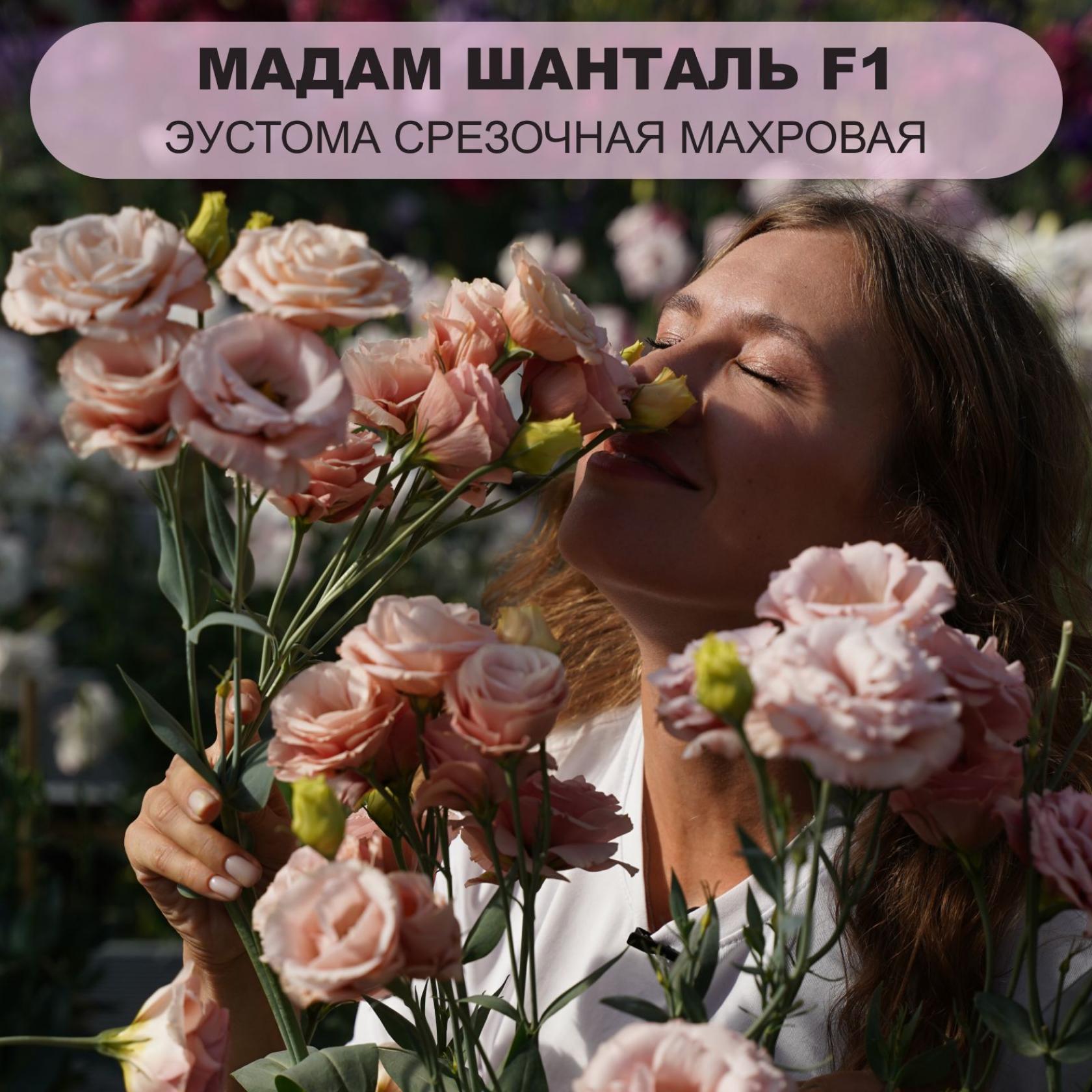 Эустома Мадам Шанталь 2