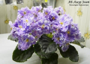 Фиалка АЕ-Амур Элит