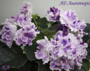 Фиалка АЕ-Авантюра