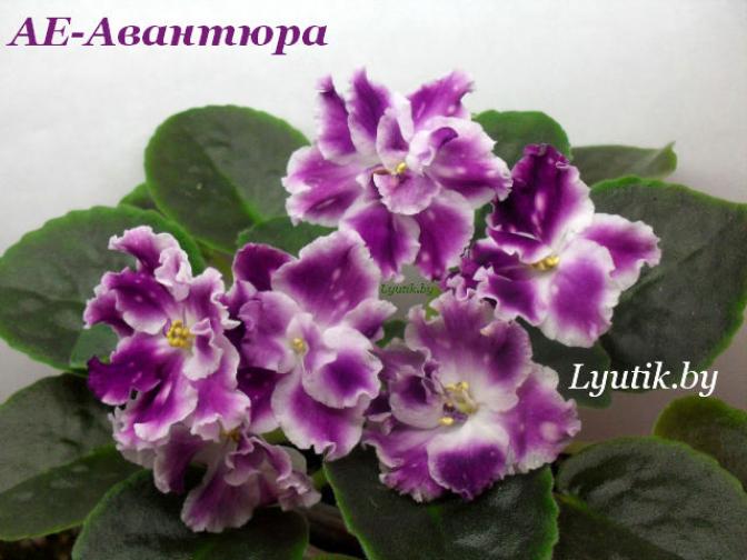 Фиалка АЕ-Авантюра 6