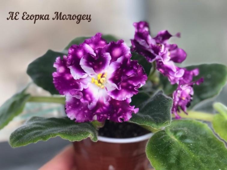 Фиалка АЕ-Егорка-Молодец 2
