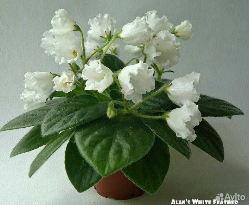 Фиалка Alans White Feather 3