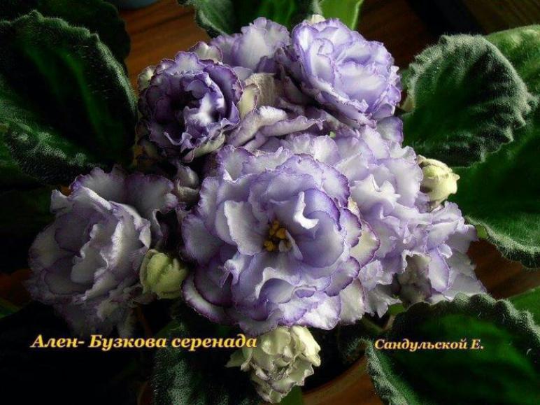 Фиалка Ален-Бузкова Серенада 2
