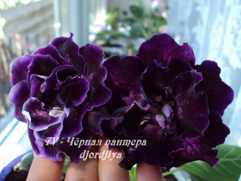 Фиалка Ален-Черная Пантера 4