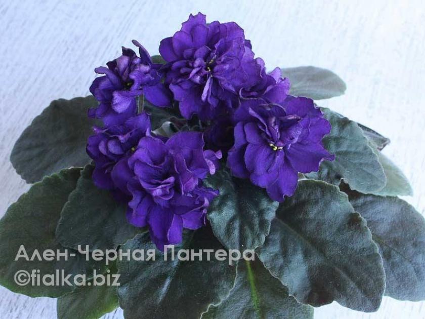 Фиалка Ален-Черная Пантера 5