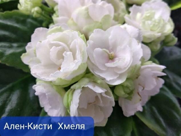 Фиалка Ален-Кисти Хмеля 2