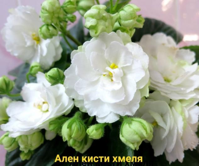 Фиалка Ален-Кисти Хмеля 5