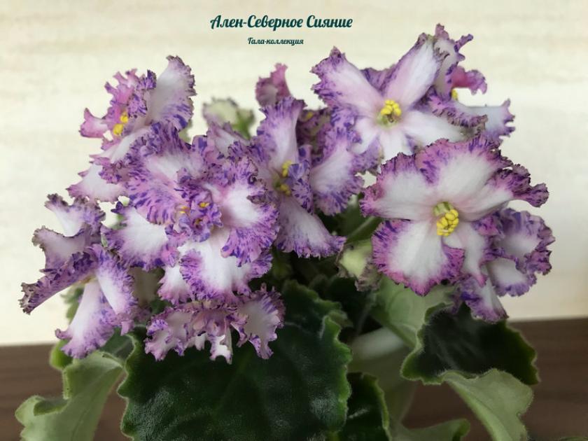 Фиалка Ален-Северное Сияние 3