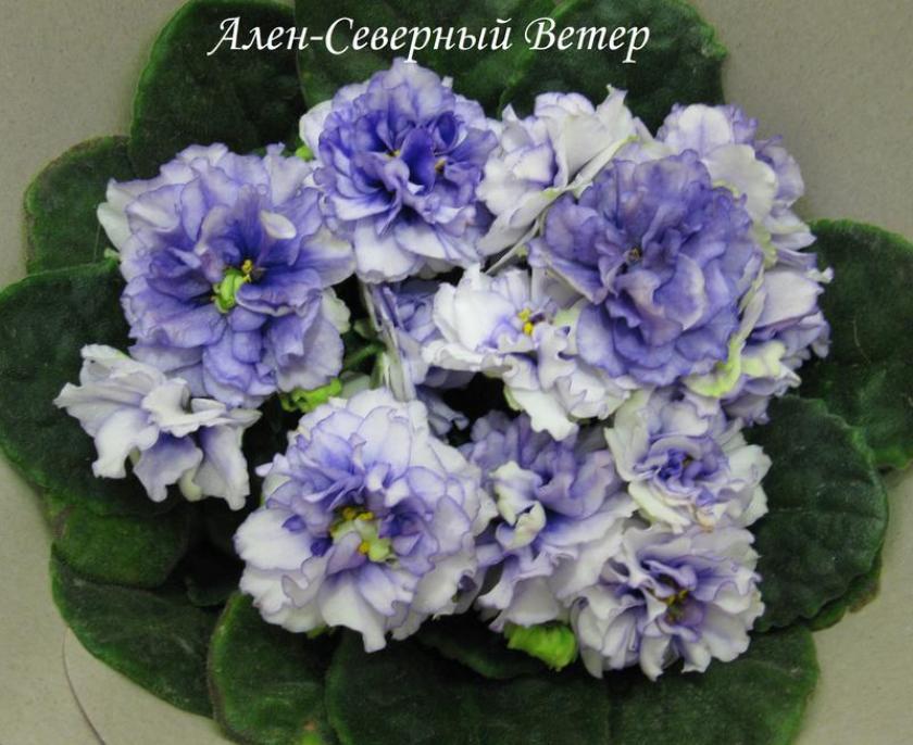 Фиалка Ален-Северный Ветер 2