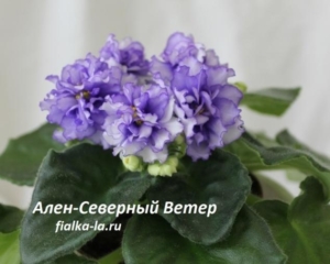 Фиалка Ален-Северный Ветер