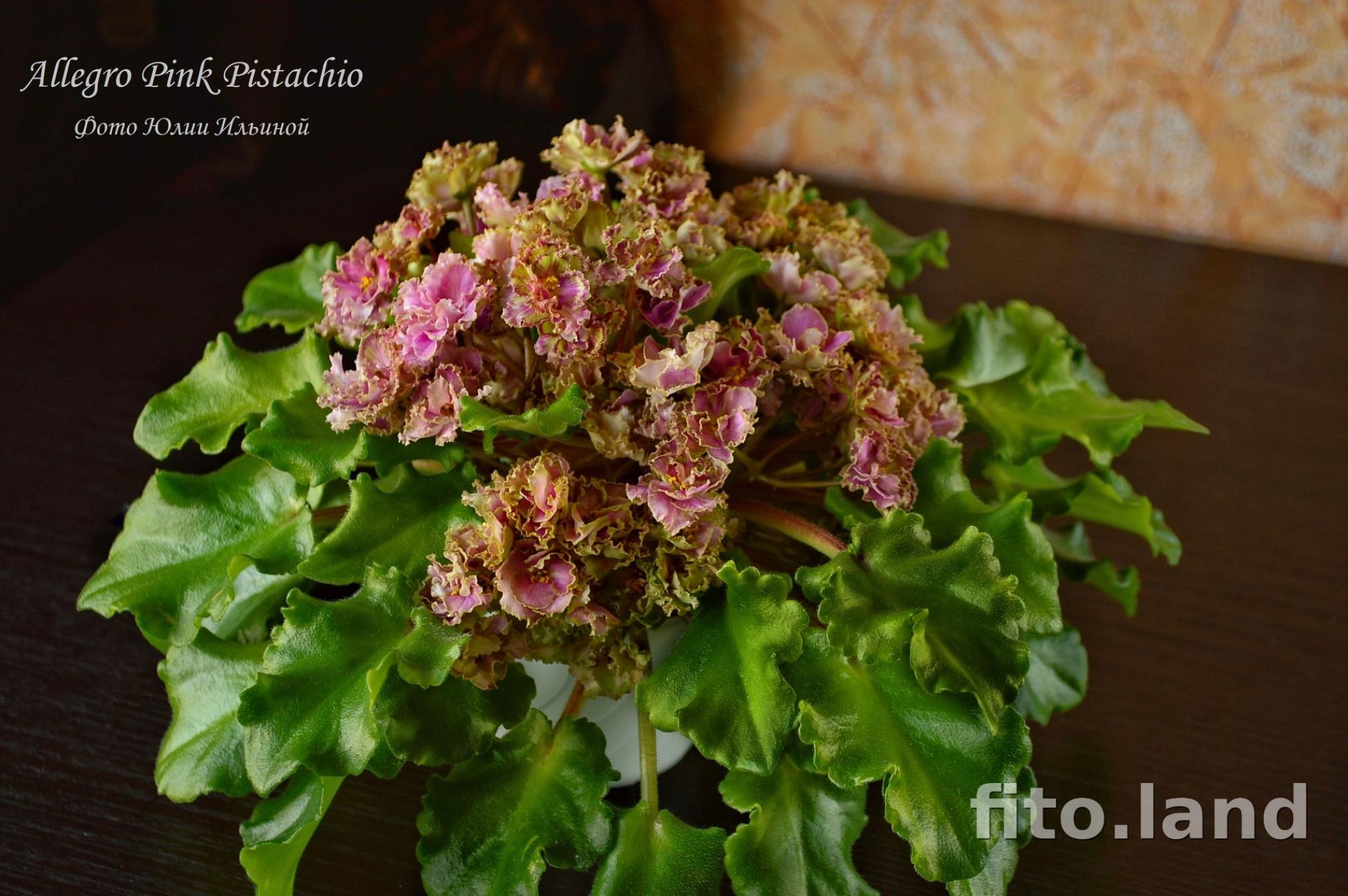 Фиалка Аллегоро Пинк Пистачио (Allegro Pink Pistachio) 2
