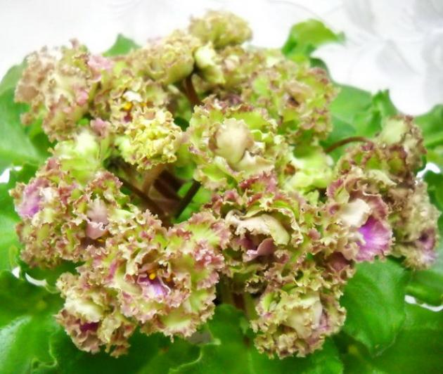 Фиалка Аллегоро Пинк Пистачио (Allegro Pink Pistachio) 3