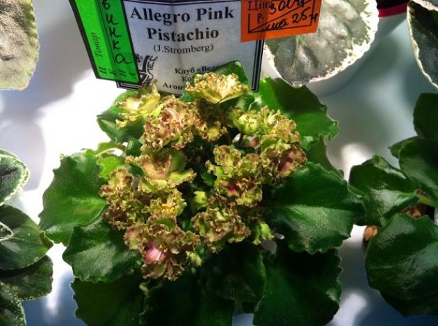 Фиалка Аллегоро Пинк Пистачио (Allegro Pink Pistachio) 4