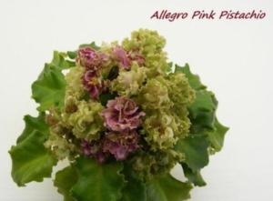 Фиалка Аллегоро Пинк Пистачио (Allegro Pink Pistachio)