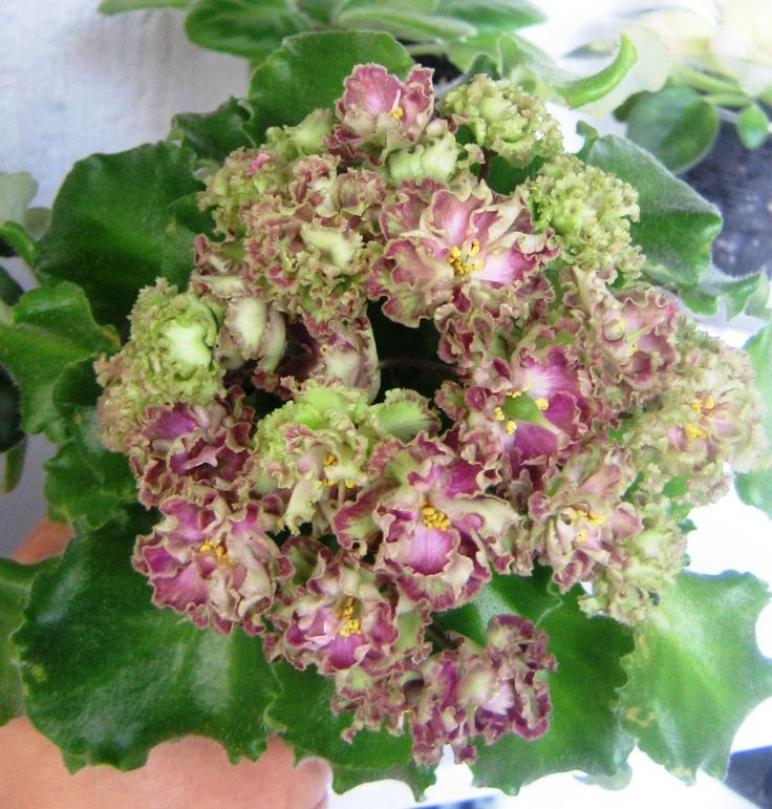 Фиалка Аллегоро Пинк Пистачио (Allegro Pink Pistachio) 5