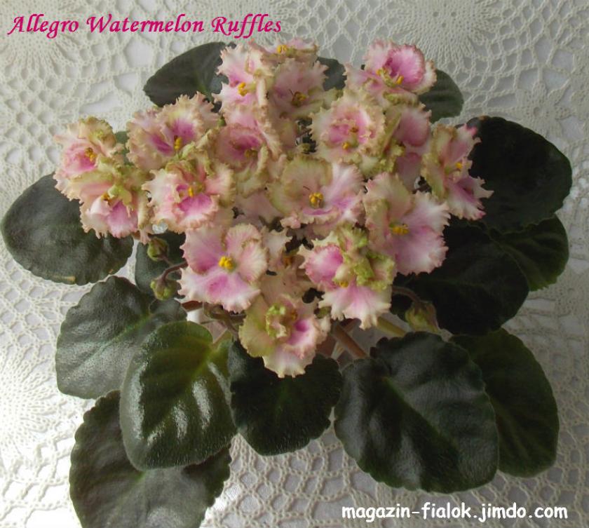 Фиалка Allegro Watermelon Ruffles 3