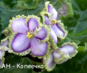 Фиалка АН-Копеечка