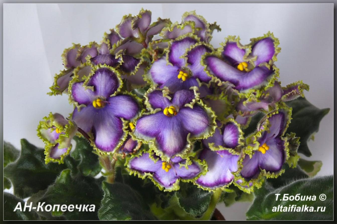 Фиалка АН-Копеечка 7