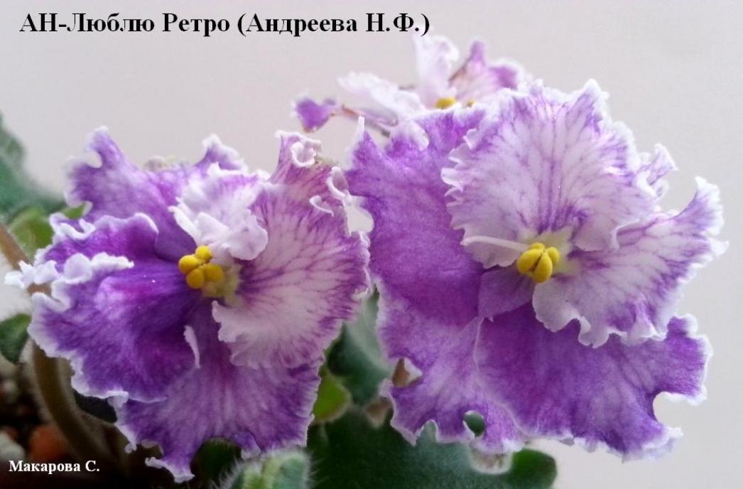 Фиалка АН-Люблю Ретро 2