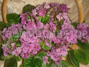 Фиалка АН-Река Таруса