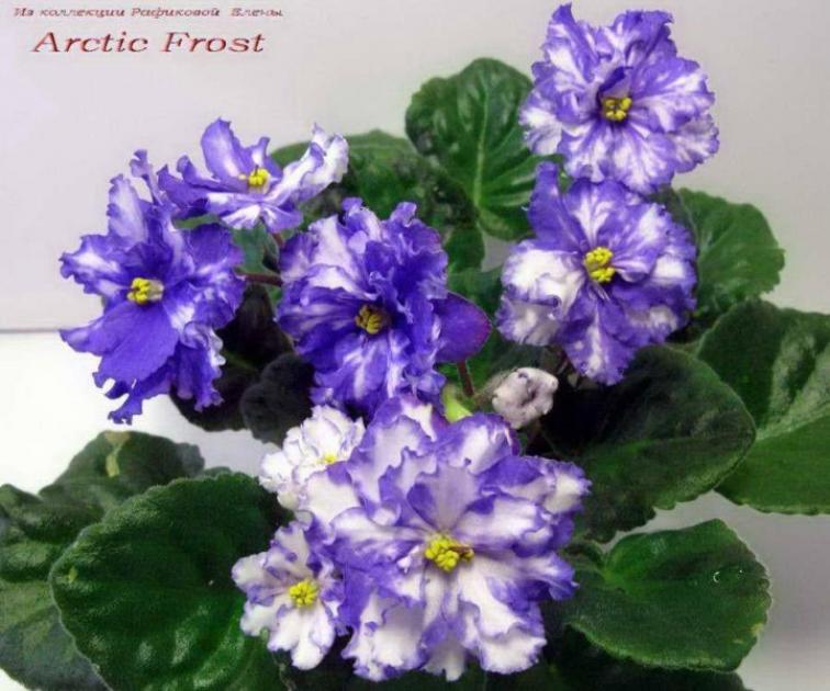 Фиалка Арктик Фрост 3