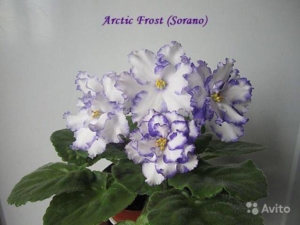 Фиалка Арктик Фрост