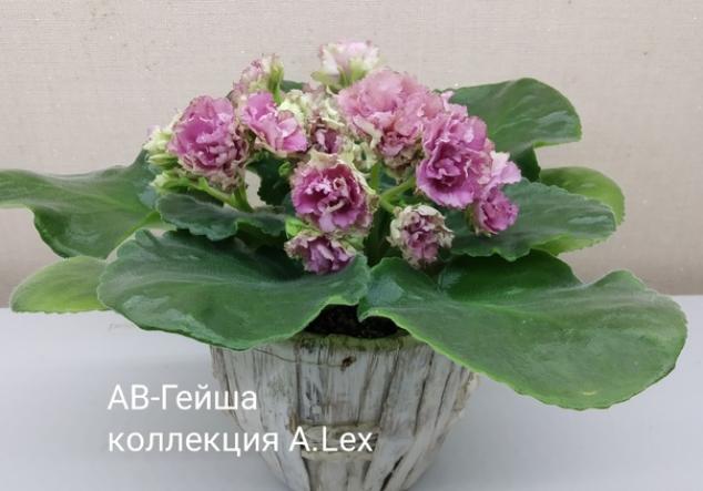 Фиалка АРТ-Гейша 4