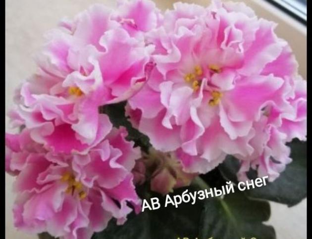 Фиалка АВ-Арбузный снег 5