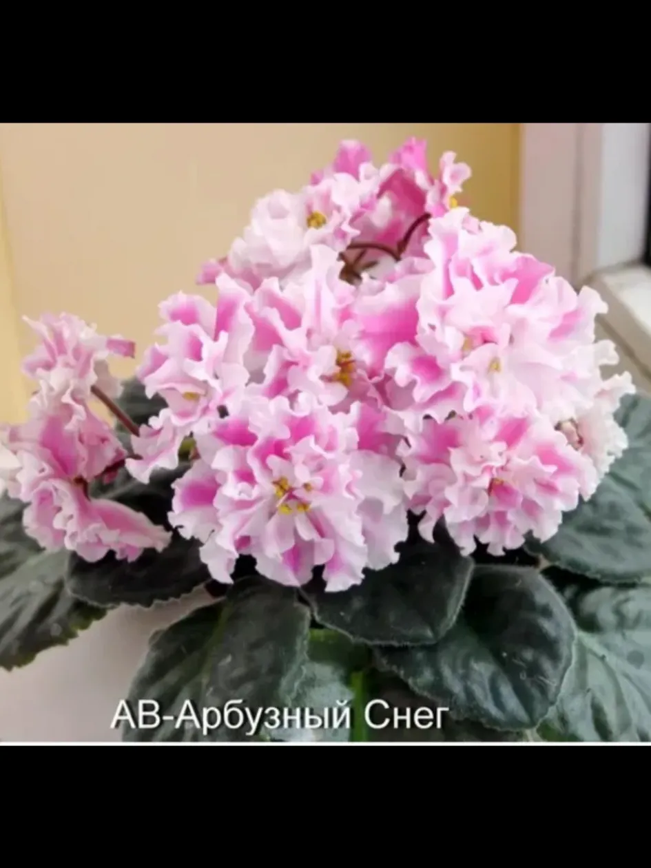Фиалка АВ-Арбузный снег