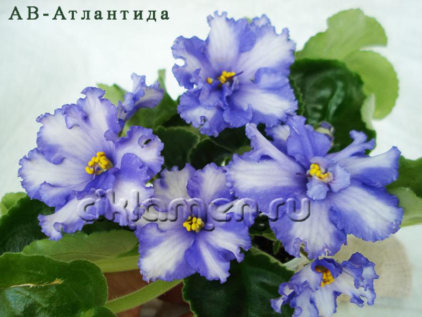 Фиалка АВ-Атлантида 2