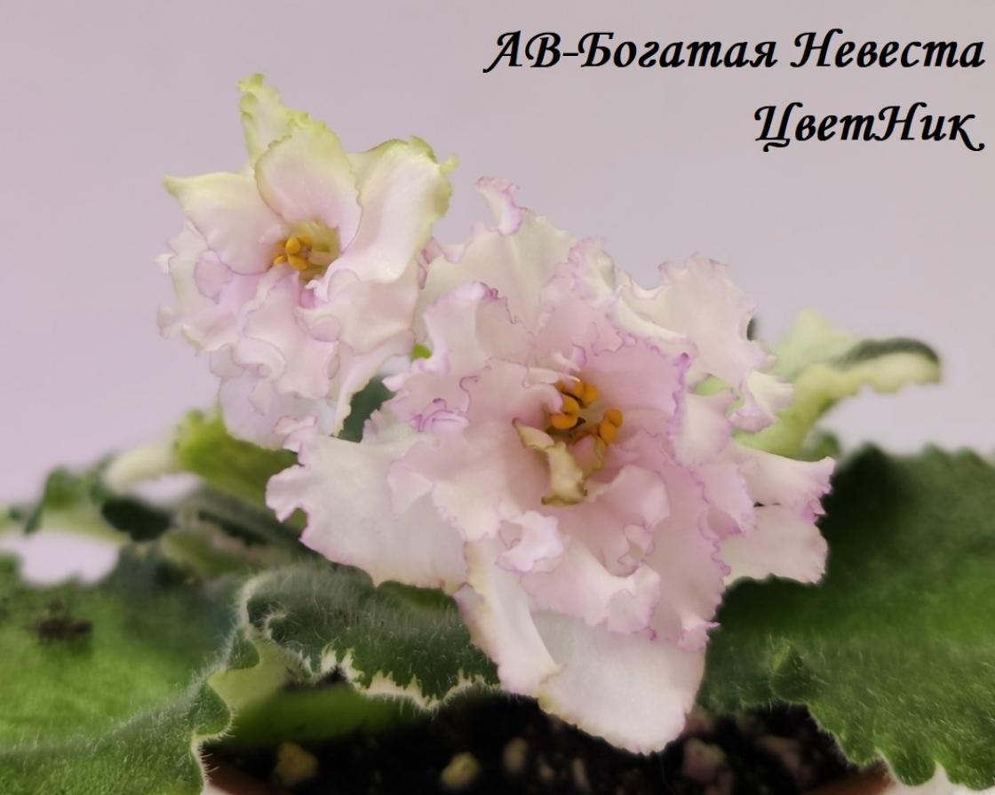 Фиалка АВ-Богатая Невеста 4