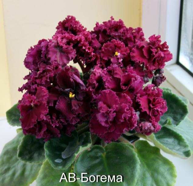 Фиалка АВ-Богема 3