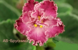 Фиалка АВ-Брусника