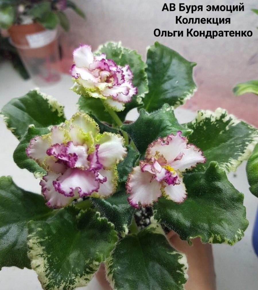 Фиалка АВ-Буря Эмоций 2