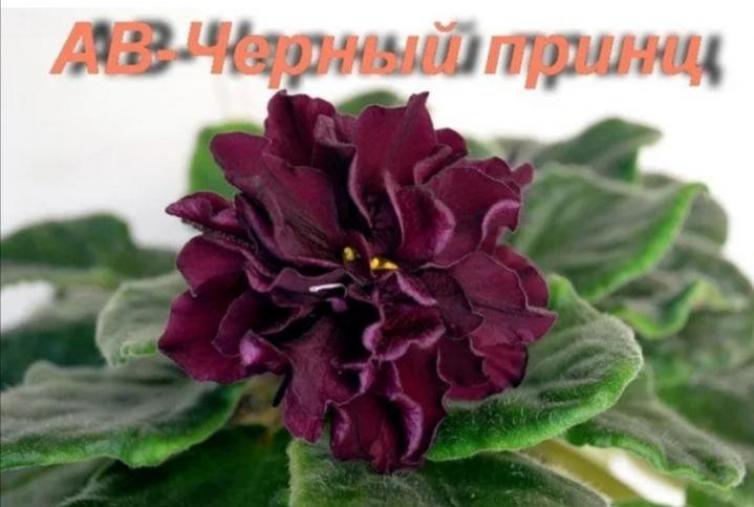 Фиалка АВ-Черный Принц 6