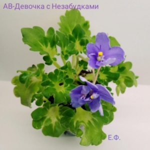 Фиалка АВ-Девочка с Незабудками