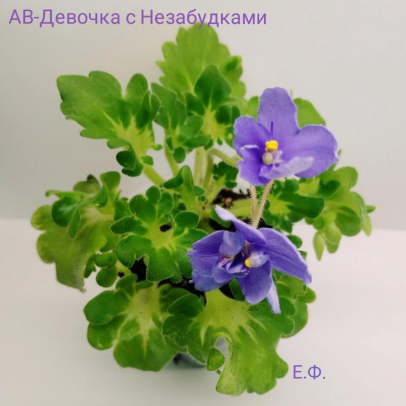 Фиалка АВ-Девочка с Незабудками