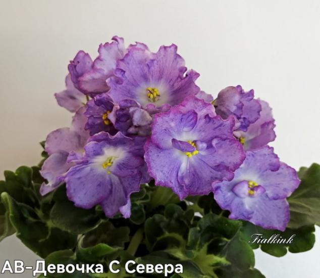 Фиалка АВ-Девочка с Севера 3
