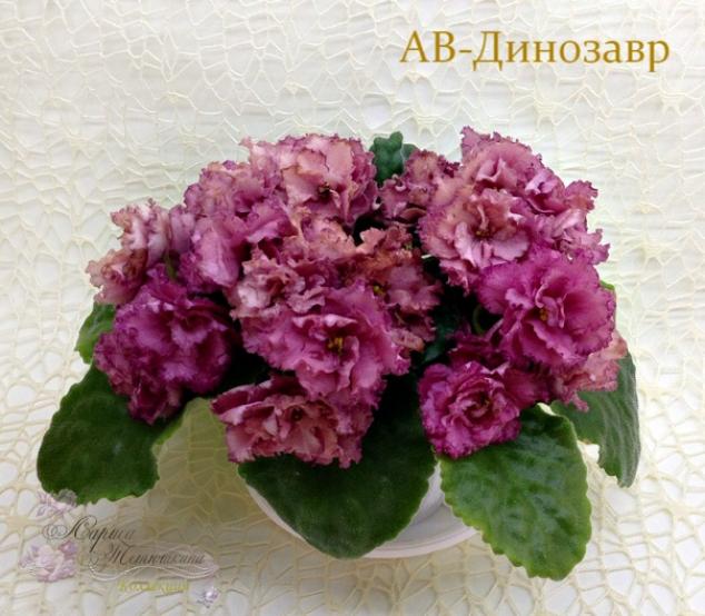 Фиалка АВ-Динозавр 3