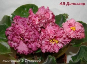 Фиалка АВ-Динозавр