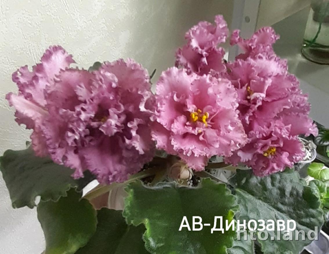 Фиалка АВ-Динозавр 6