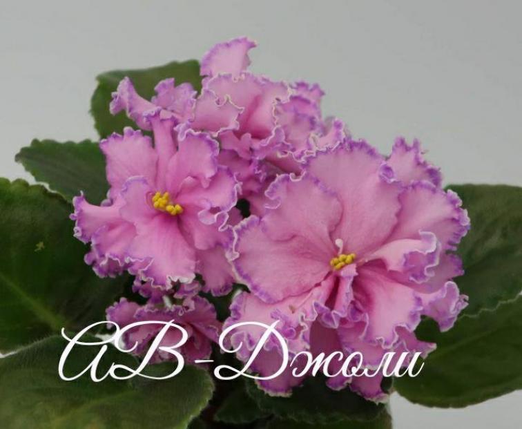 Фиалка АВ-Джоли 2