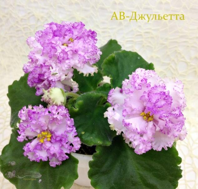 Фиалка АВ-Джульетта 5